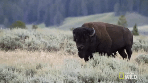 of course bison gif
