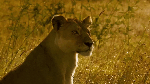 lioness | Podcast Movement - Podcasting News, Resources, Conferences and Events!