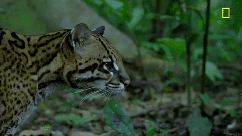 ocelot | Podcast Movement - Podcasting News, Resources, Conferences and Events!