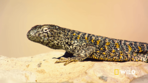 desert-lizard | Podcast Movement - Podcasting News, Resources, Conferences and Events!