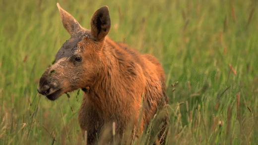 moose calf | Podcast Movement - Podcasting News, Resources, Conferences and Events!